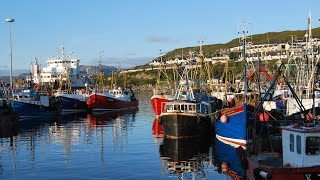 Seagull Mallaig  Scotland [upl. by Guy643]