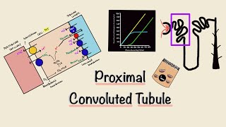 Proximal Convoluted Tubule  PCT  Nephron Transport  Transport Maximum  Renal Physiology [upl. by Anavas]