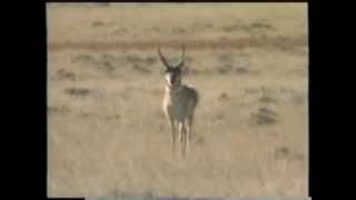 How To Call Antelope featuring The quotAntelope Talkquot Call [upl. by Abbotsun]