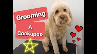 Grooming a Cockapoo [upl. by Osmo]