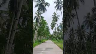 Coconut Tree Philippines 🇵🇭shortyt everyone subcribers viewers [upl. by Elwood]