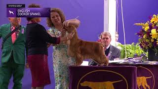 Spaniels English Cocker  Breed Judging 2024 [upl. by Trutko544]