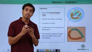 Class 11th  Meiosisl – Prophasel  Cell Cycle and Cell Division  Tutorials Point [upl. by Anoik346]