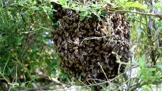 swarm of honey bees setting up home in a garden [upl. by Ernesto]