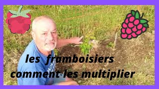 les framboisiers plantation et multiplication [upl. by Worl812]