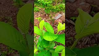 TAlWAN PINK GUAVA homegrown Exotic fruit exciting FUTURE nature [upl. by Trammel474]