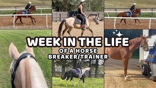 WEEK IN THE LIFE OF A HORSE BREAKERTRAINER BUYING A NEW HORSE AND STARTING NEW BREAKERS [upl. by Floridia239]