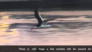 Black Skimmer bird feeds while in flight [upl. by Leventhal]