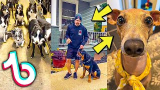 Dog Training Tiktok Compilation 🏆 [upl. by Claybourne268]