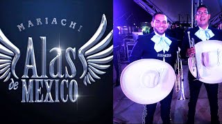 Estás son las trompetas del Mariachi Alas de México 🎺🎶🔥 [upl. by Timmi]