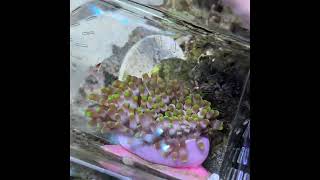 Purple Passion Bubble Tip Anemone [upl. by Fee]