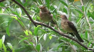 a leafhopper takes good care of its chick [upl. by Eduam]