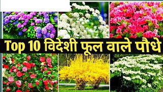 Videshi Phool ka collectionFlowering Plants for LandscapeExotic Flower ShrubsTop landscape Plant [upl. by Refinej]