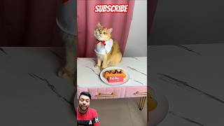 Cats kraze 😺 cats cat shorts viralvideo shortsfeed trendingshorts youtubeshorts catslover [upl. by Esoj]