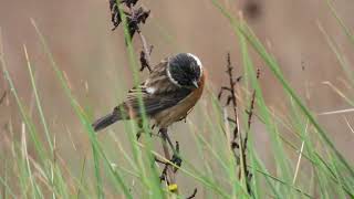 Common Stonechat Saltimpalo Saxicola torquata [upl. by Drida]