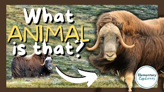 A Visit to the Musk Ox Farm  Musk Ox Facts and Fun  Alaska with kids  Palmer Alaska [upl. by Eloise]