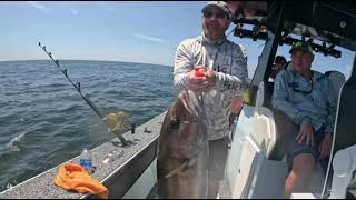 Catching amberjacks on a cut off oil rig in Venice La [upl. by Ollayos]