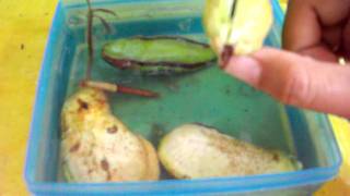 My Mangoes and Mango seeds growing in container with water [upl. by Kcirdec306]