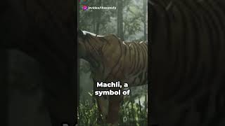 The Legend of Machli Queen Mother of Tigers  Inspiring Wildlife Story [upl. by Reg]