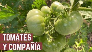 TODOS LOS SECRETOS DEL TOMATE  Mantenimiento de las Tomateras y Asociaciones  Tour por la Huerta [upl. by Sheng]