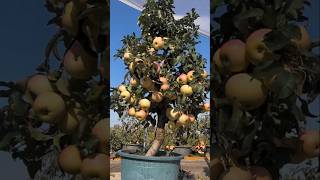 Cultivation of apples in tubs  টবে আপেল চাষ shortsvideo [upl. by Atiuqa]