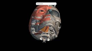 Suprahyoid Muscles anatomy  Hyoid Bone  Myelohyoid Geniohyoid Diagastric Stylohyoid  3D Muscles [upl. by Enilegna]