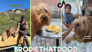 Brodie That Dood Funny Dog Tik toks 2023  Best BrodieThatDood Tik tok Videos [upl. by Lettig286]