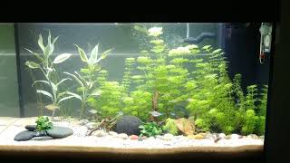 Tetra and Corydoras in Juwel Rio 125 Aquarium Aug 2019 [upl. by Dnumyar773]