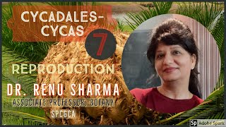 Cycadales  CYCAS Part  7  Dr Renu Sharma [upl. by Jessee184]