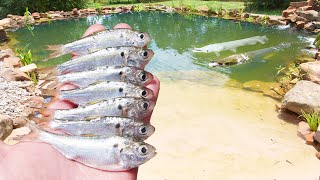 My Pet Alligator Gar are Hungry [upl. by Lunetta]