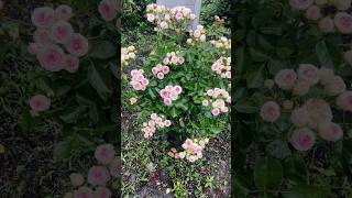 Floribunda rose plant flowering beautiful and healthy flowers gardening flowers shorts nature [upl. by Eirellam]