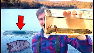 Trapping GIANT Invasive Salamanders in FROZEN River [upl. by Naesed303]