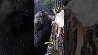 ¿Los Castores Escuchan la Madera castor animales curiosidades [upl. by Siddra309]