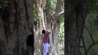 Bakri 🐐 ka bacha 🌳 pay kasey char giya viralshort funny video ytshort comedy Short reel [upl. by Quirita]