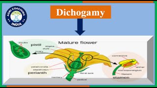 What is Dichogamy amp its types  Protandry amp Protogyny  General Plant Breeding [upl. by Yeclek]