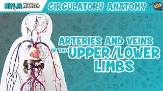 Circulatory System  Arteries amp Veins of the Upper amp Lower Limbs  Wire Man Model [upl. by Renault]