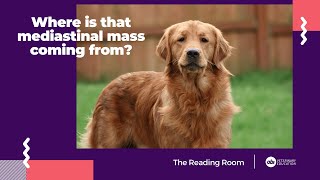 Where is that mediastinal mass coming from  The Reading Room  Veterinary Radiology Explained [upl. by Dnob]