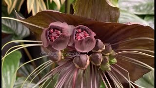 COMO CULTIVAR TACCA CHANTRIERI POPULAR PLANTA MORCEGO [upl. by Dhiren]