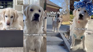 Golden Retriever Gets A Surprise Valentine [upl. by Noelle]