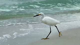 Aigrette neigeuse snowy egret egretta thula Naples Floride avril 2024 [upl. by Caraviello]