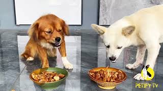 Puppies Food Review 2024  Homemade Healthy Food Showdown  Petify TV Dog Series 75 puppyeating [upl. by Westlund]