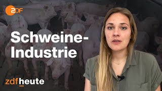 Deutschland deine Schweine Wo die Schnitzel herkommen [upl. by Ahsekram]