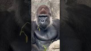 イケオジゴリラ🦍モンタさんのお食事 Gorilla Monta 20240919 ゴリラ westernlowlandgorilla [upl. by Deina]