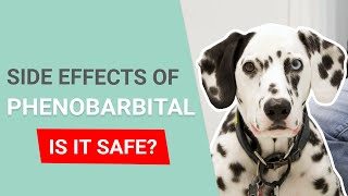 Side Effects of Phenobarbital in Dogs [upl. by Elfie]