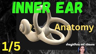 009Anatomy of Inner Ear  Part 15 bony labrynth membraneous labrynth [upl. by Vookles92]