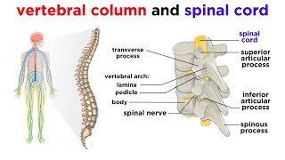 The Central Nervous System The Brain and Spinal Cord [upl. by Nelli]