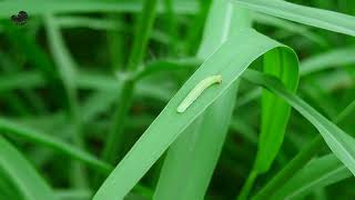 Inchworm Insect Presenting by Its Me itsme sony nature photography cinematic insects bd [upl. by Singhal]