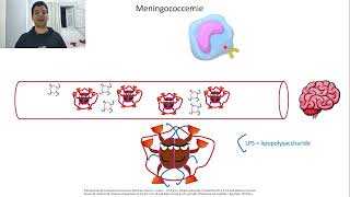 31Physiopathclinique neisseria meningitidis [upl. by Reiser]