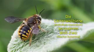 GartenWollbiene am WollZiest [upl. by Lillywhite]