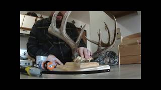 SUPER EASY 6 DIY Antler mount [upl. by Hepzi]